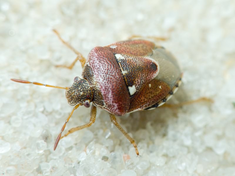 Stagonomus bipunctatus (Linnaeus, 1758)